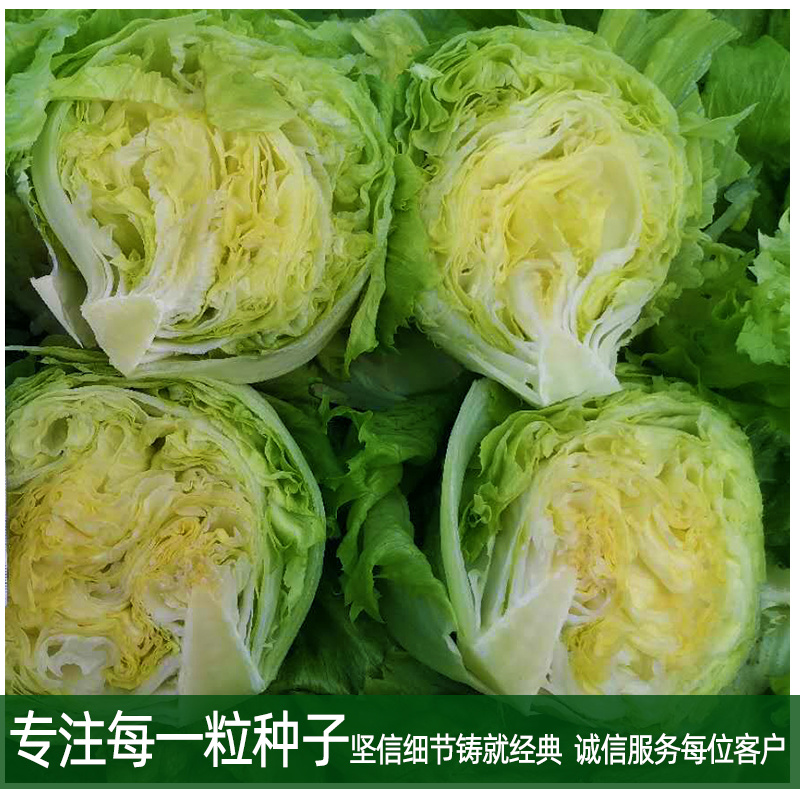 结球生菜种子长势强速度快商品一致性好耐抽臺稳产丰产