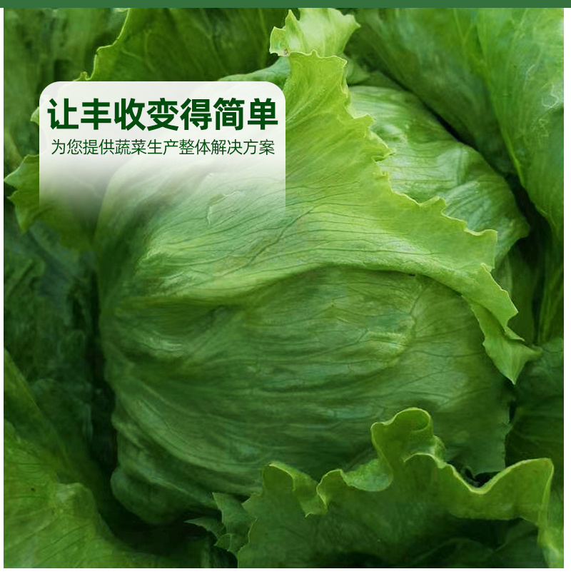 结球生菜种子长势强速度快商品一致性好耐抽臺稳产丰产