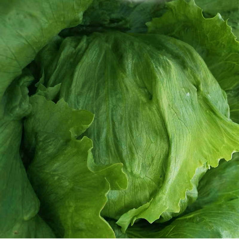 结球生菜种子长势强速度快商品一致性好耐抽臺稳产丰产