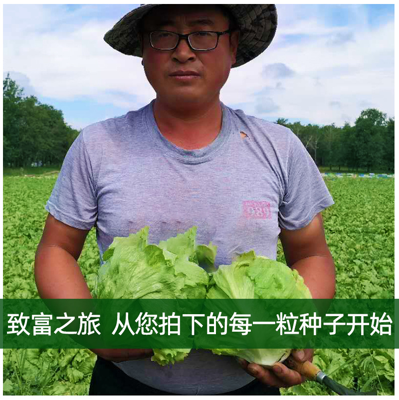 结球生菜种子长势强速度快商品一致性好耐抽臺稳产丰产