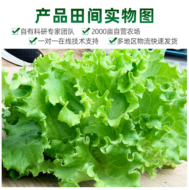 早熟散叶生菜种子长速快叶色亮绿韧性好耐热耐抽臺
