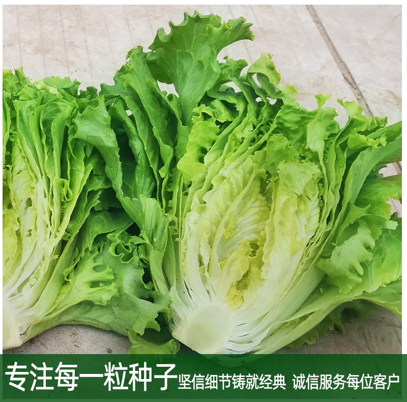 早熟散叶生菜种子长速快叶色亮绿韧性好耐热耐抽臺
