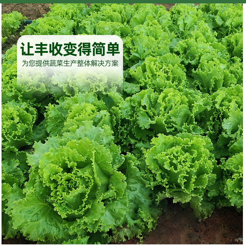 早熟散叶生菜种子长速快叶色亮绿韧性好耐热耐抽臺