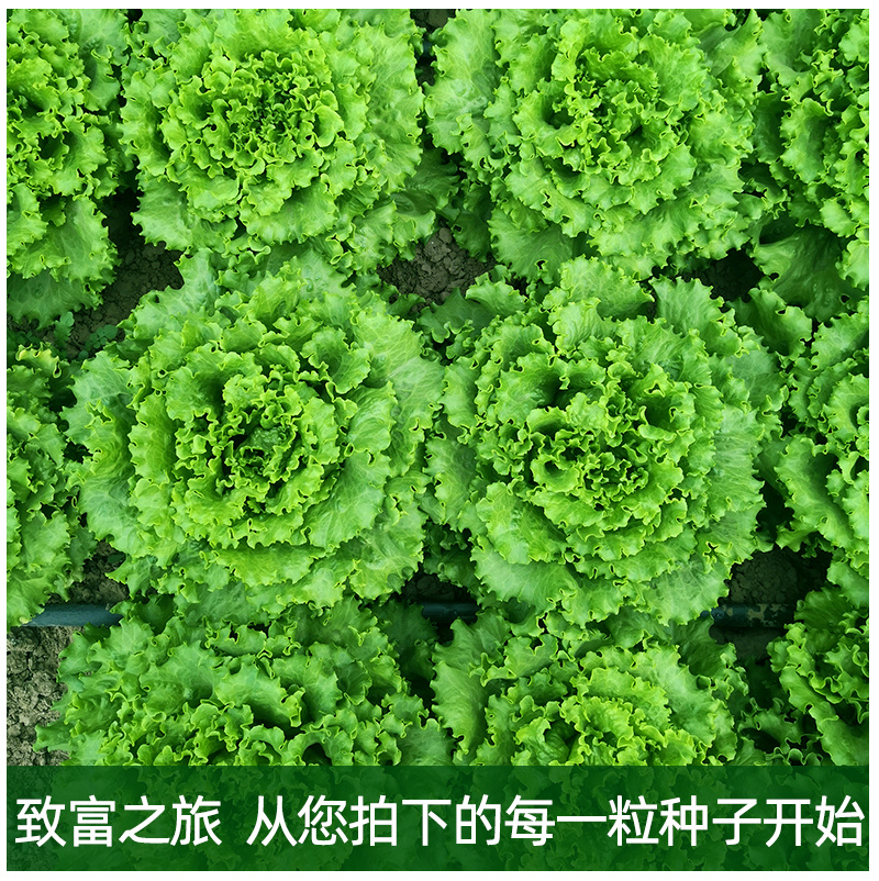 早熟散叶生菜种子长速快叶色亮绿韧性好耐热耐抽臺