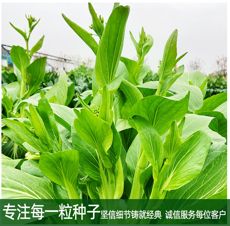 菜苔菜心种子侧分枝能力强苔茎颜色绿口感嫩滑长速快
