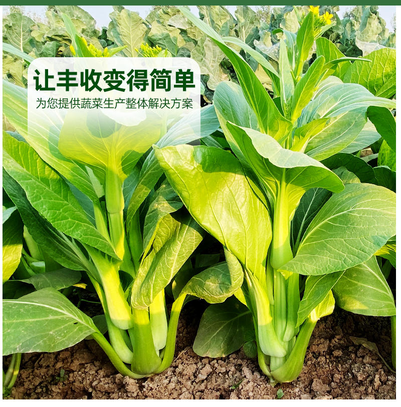 菜苔菜心种子侧分枝能力强苔茎颜色绿口感嫩滑长速快