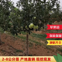 【热销】苹果苗2-8规格齐全保质保量产地直销现挖现发
