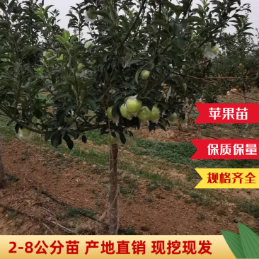 【热销】苹果苗2-8规格齐全保质保量产地直销现挖现发