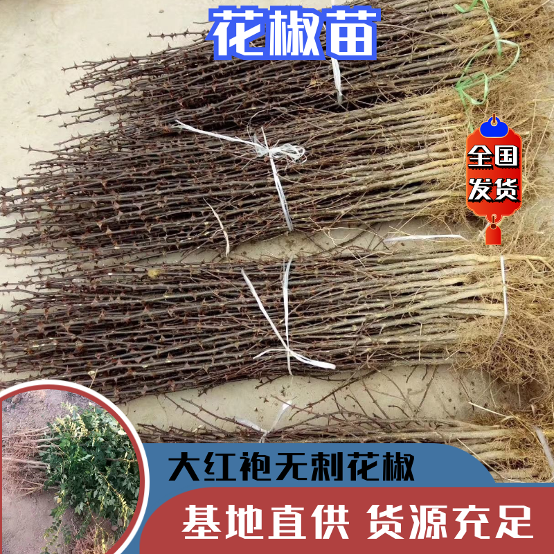 【热销】山西花椒苗大红袍无刺花椒基地直供货源充足