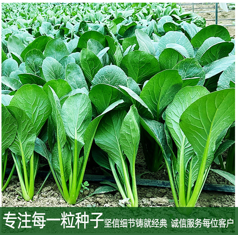 小松菜快菜种子株型直立易捆扎长速快叶色浓绿株型直立