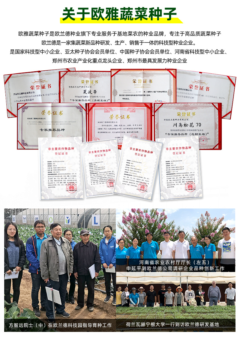 青丽6号杂交一代长线椒种子条顺垂直