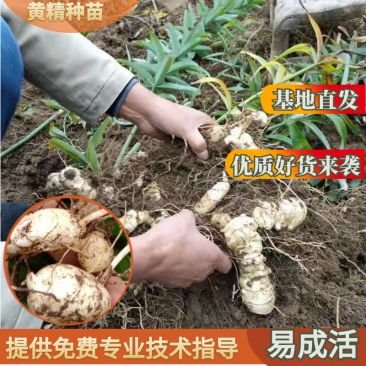 精选黄精种苗大量供应产地直供一手货源欢迎选购