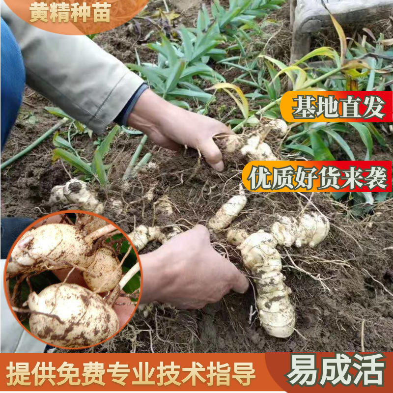 精选黄精种苗大量供应产地直供一手货源欢迎选购