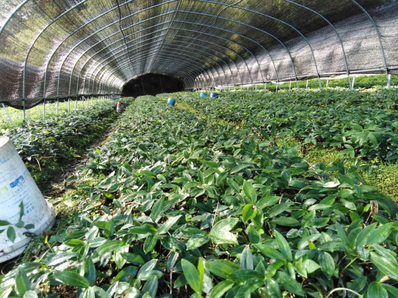 精选黄精种苗大量供应产地直供一手货源欢迎选购