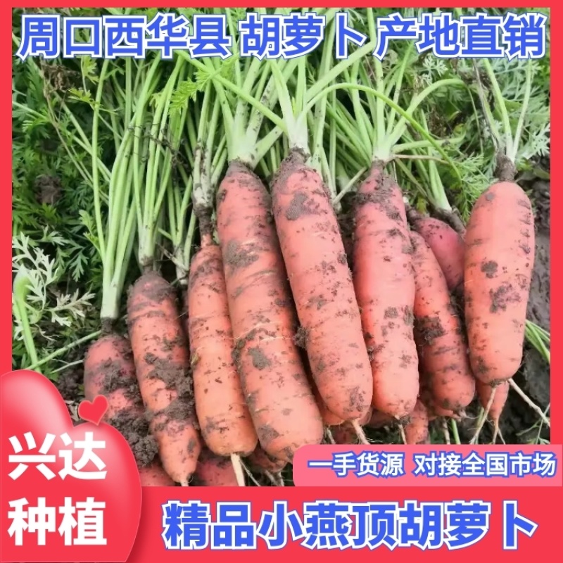 【荐】河南胡萝卜小燕顶胡萝卜品相好价格亲民价格，一手货源