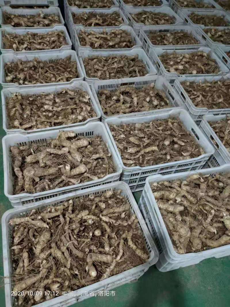 优选鸡头黄精产地直发现挖现发规格齐全欢迎来电
