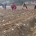 优选鸡头黄精产地直发现挖现发规格齐全欢迎来电