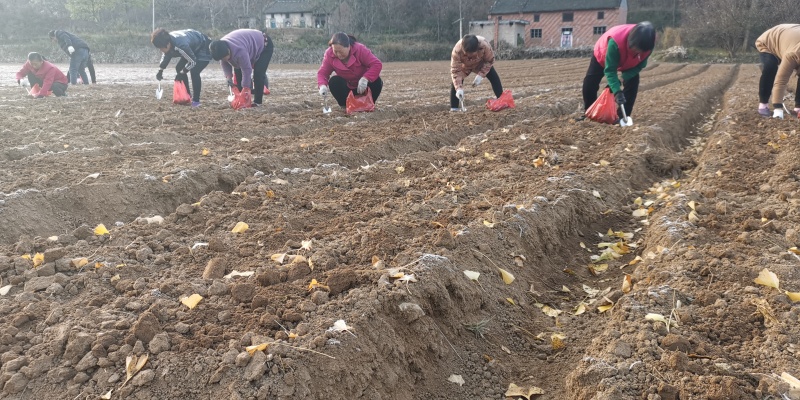 优选鸡头黄精产地直发现挖现发规格齐全欢迎来电