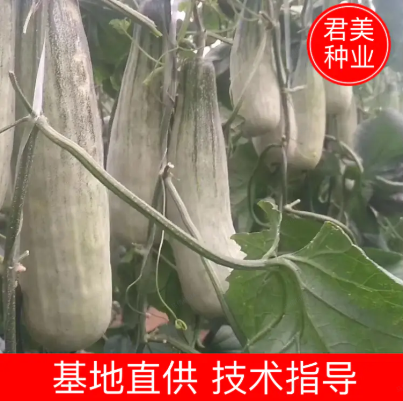 羊角蜜甜瓜苗产量高寿光基地直供品种优良量大