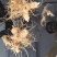 【优质】多花黄精产地直销药用价值高好品质欢迎来电