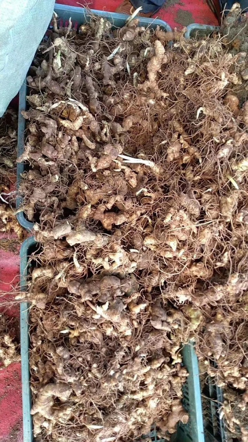 【优质】多花黄精产地直销药用价值高好品质欢迎来电