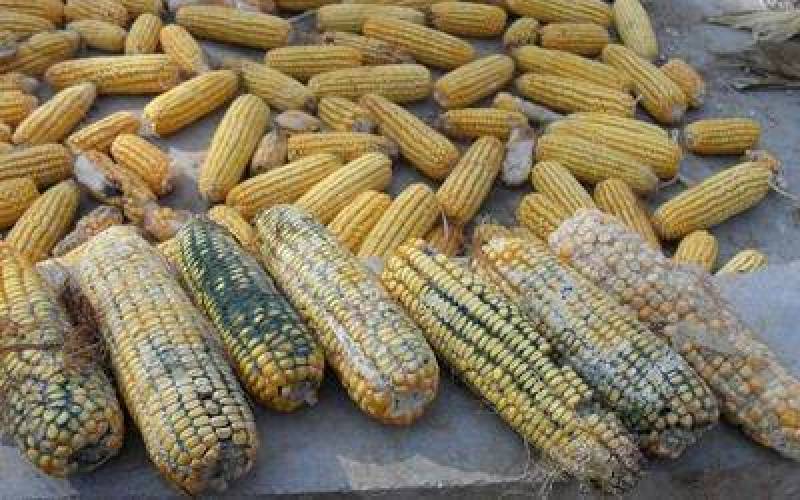 爆款脱霉兽用养殖场饲料生物脱霉牛羊鸡鸭猪用
