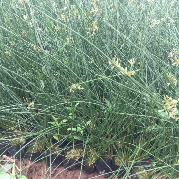 灯芯草种植基地20万灯芯草自产自销青州灯芯草