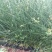灯芯草种植基地20万灯芯草自产自销青州灯芯草