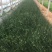 灯芯草种植基地20万灯芯草自产自销青州灯芯草