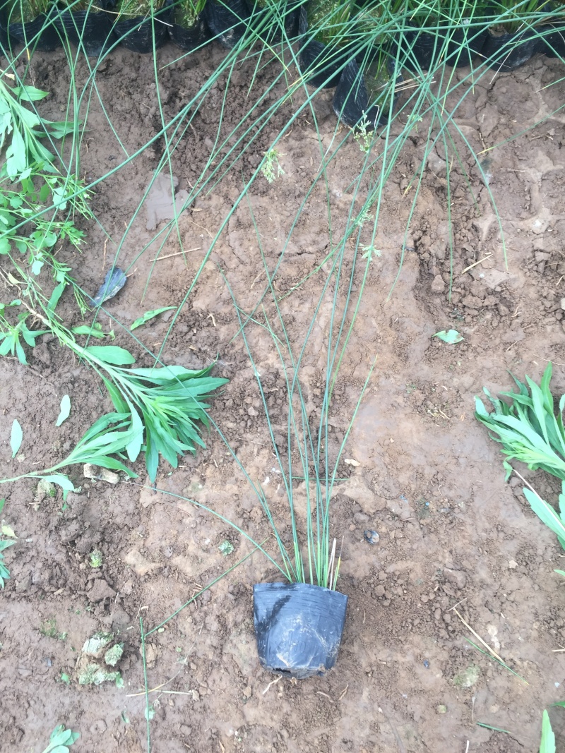 灯芯草种植基地20万灯芯草自产自销青州灯芯草