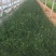 灯芯草种植基地20万灯芯草自产自销青州灯芯草