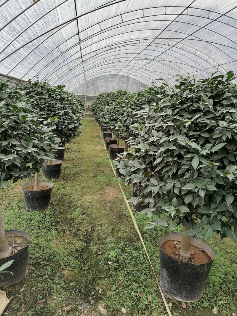 十色茶花苗四季开花盆栽庭栽多色茶花盆景花苗
