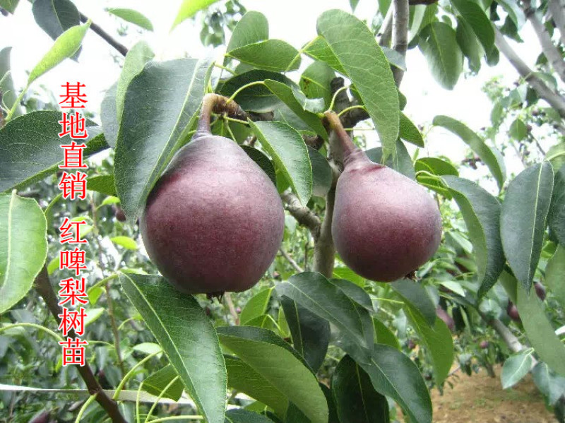 红啤梨苗精品嫁接苗纯甜无渣红皮梨树苗包品种