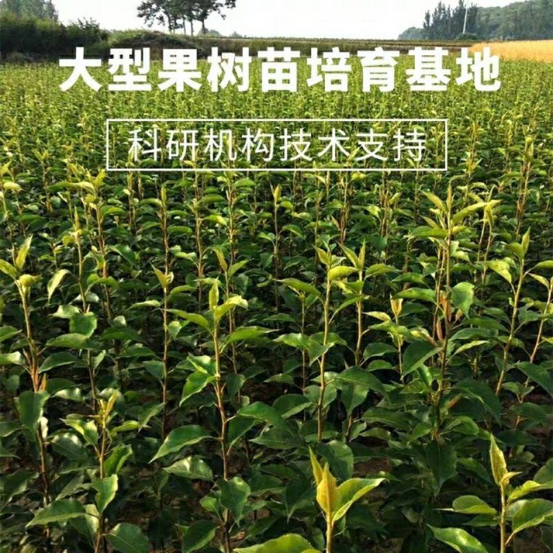 红啤梨苗精品嫁接苗纯甜无渣红皮梨树苗包品种