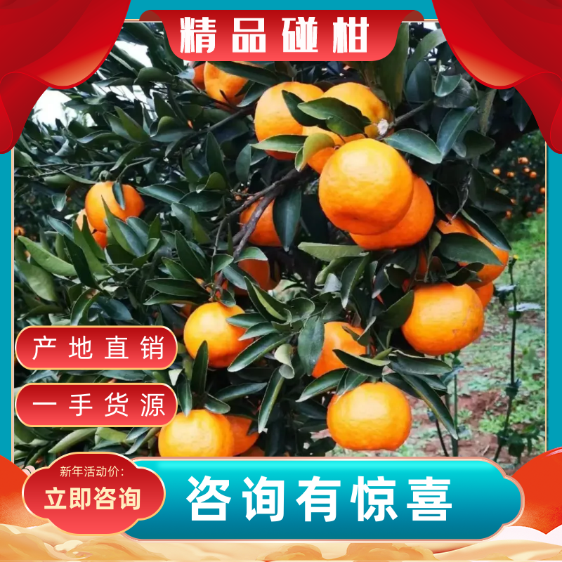 【特惠】椪柑口感清甜果面干净对接电商商超欢迎咨询
