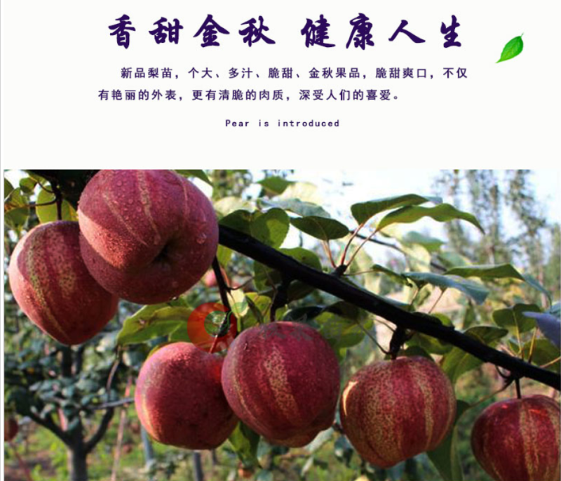 早酥红梨苗精品嫁接梨树苗拒绝假苗基地发货