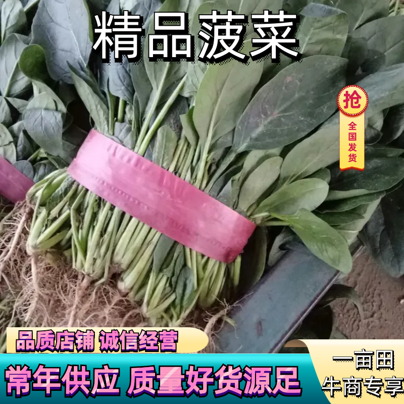 【菠菜】河南菠菜大叶菠菜小叶菠菜品种齐全产地直发