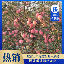 浙江膜袋红富士苹果，诚信经营，代办专业，欢迎来电咨询合作