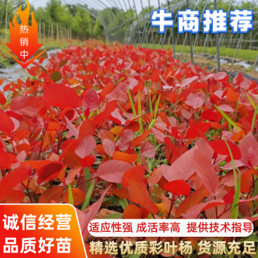 彩叶杨彩红杨千红杨冠彩红杨基地一树三色适应性强优势乡土树
