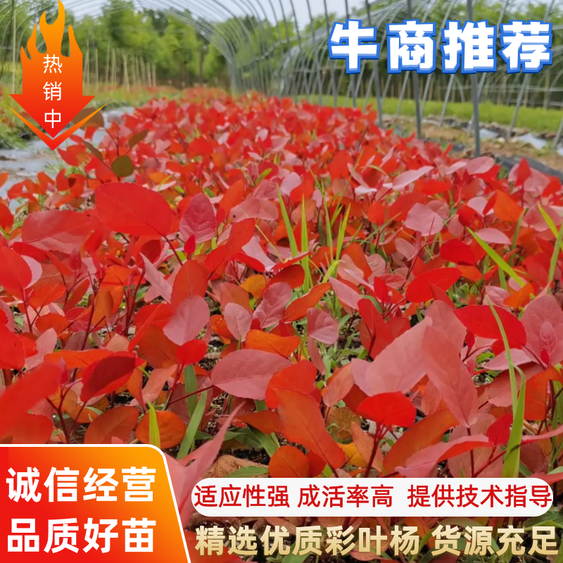 彩叶杨彩红杨千红杨冠彩红杨基地一树三色适应性强优势乡土树