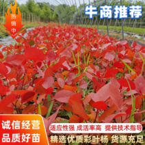 彩叶杨千红杨从春天到秋天始终一树多色观赏期在200天左右