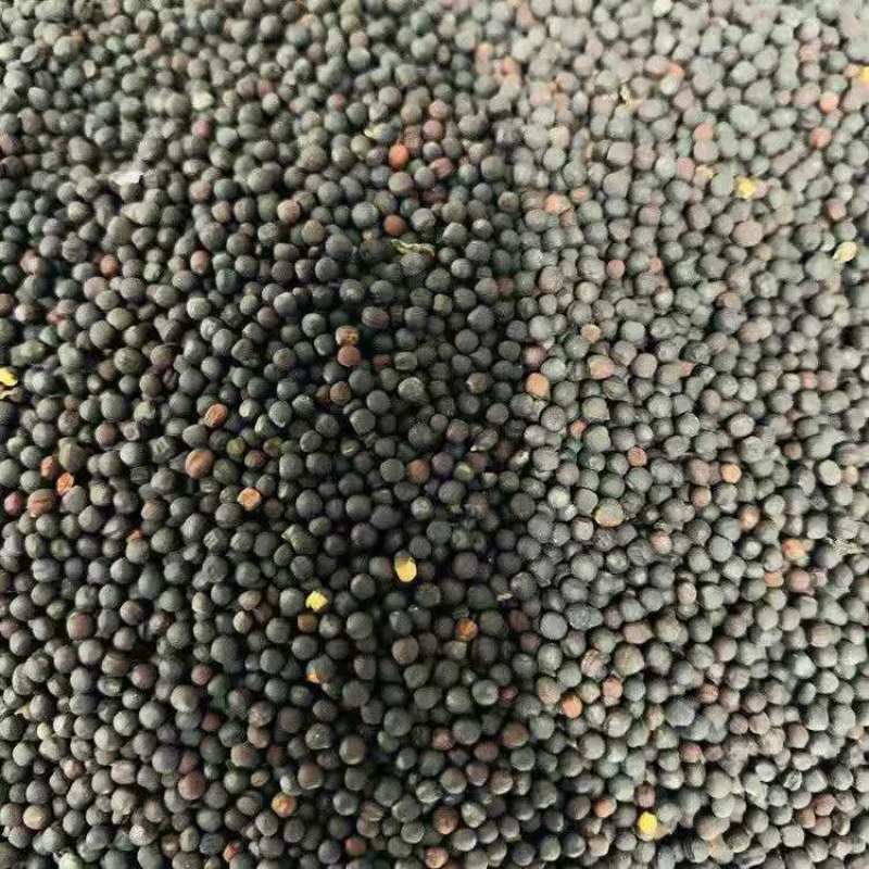 精品陕西油菜籽全国发货身干无杂水含油率36左右量大从优