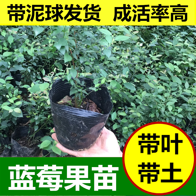 蓝莓树果苗盆栽地栽四季水果树当年结果南方北方种植特大蓝莓