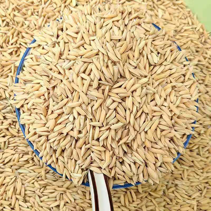 【精品】陕西汉中本地稻谷水稻全国发货产地现货支持视频看货