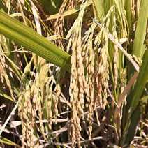 【精品】陕西汉中本地稻谷水稻全国发货产地现货支持视频