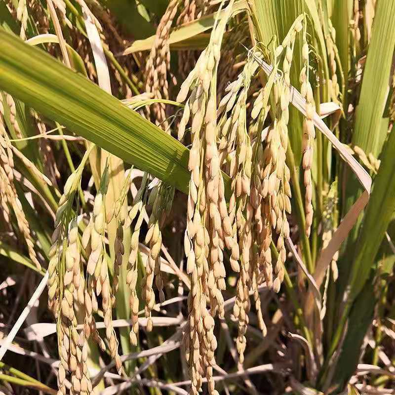 【精品】陕西汉中本地稻谷水稻全国发货产地现货支持视频看货