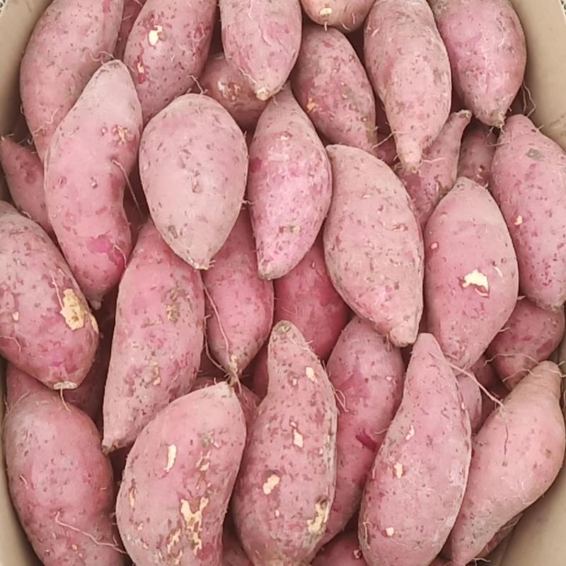 山东西瓜红红薯批发烟薯25商品薯地瓜种植基地