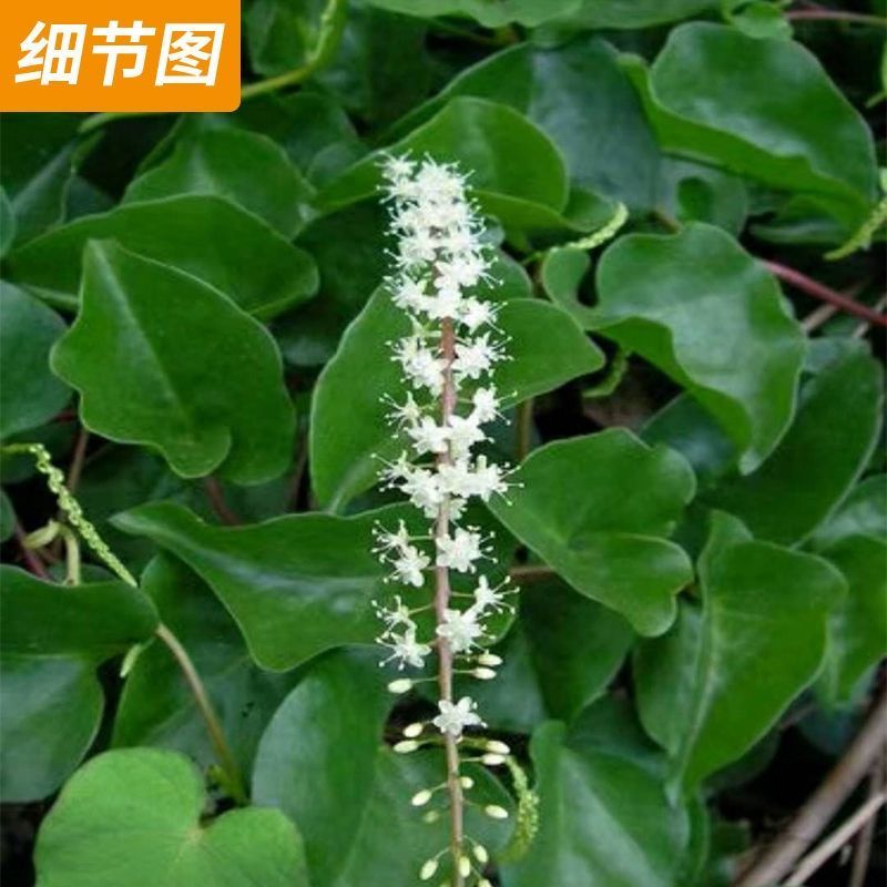 野生藤三七植物苗盆栽食用药用土田七种苗种子根茎爬藤绿植包
