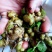 野生藤三七植物苗盆栽食用药用土田七种苗种子根茎爬藤绿植包