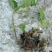 野生藤三七植物苗盆栽食用药用土田七种苗种子根茎爬藤绿植包